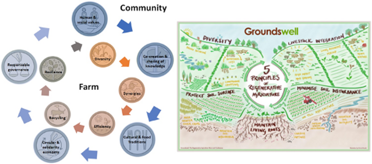 Soil Health & regeneration