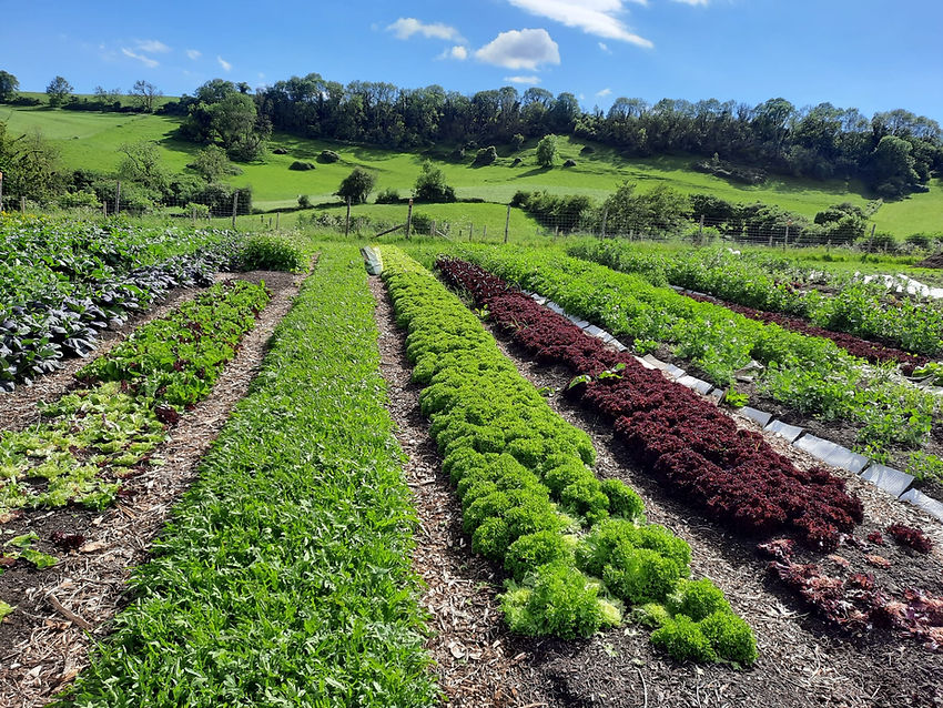 Why even grow annual vegetables?