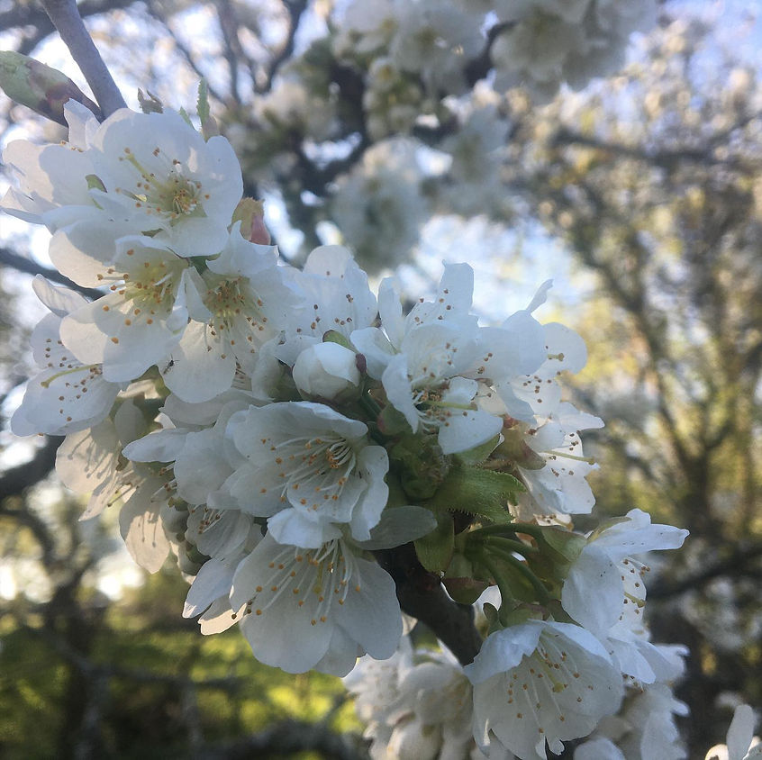 Hope enlivened